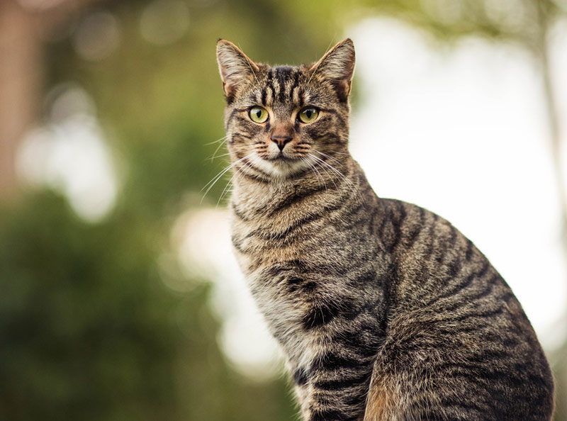 Gatto anziano