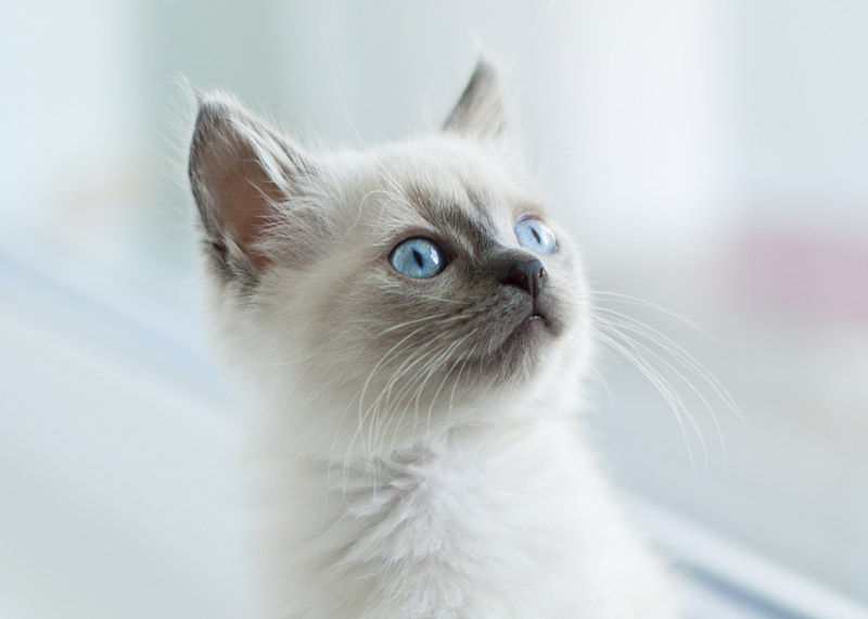 Piano salute piccolo gatto